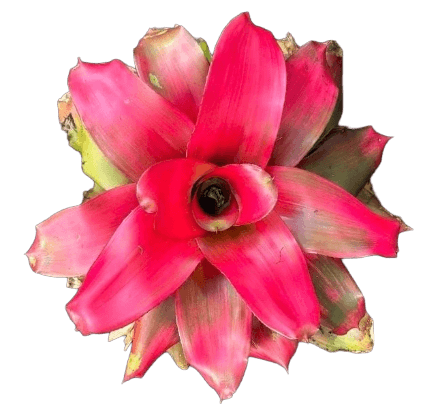 Bromeliad