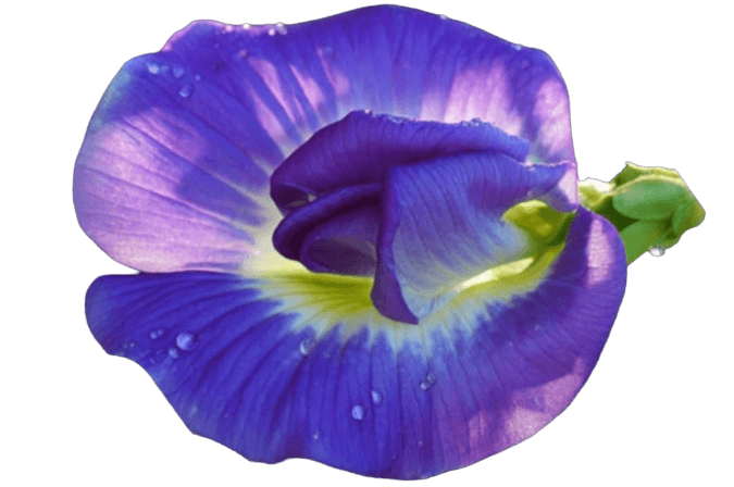 Butterfly Pea