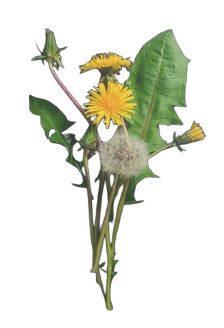 Dandelion