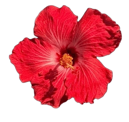 Hibiscus